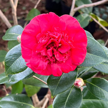 Camellia Governor Mouton
