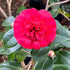 Camellia Governor Mouton