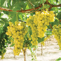 Lakemont grape vine with green seedless grapes