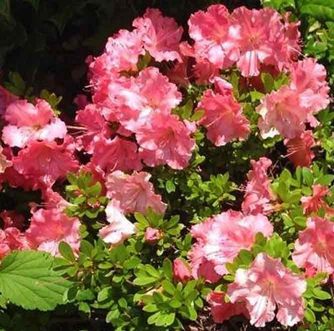 Gumpo Pink Dwarf Azalea-Miniature Azalea. Dense, Low & Mounding. Late Season Bloomer.