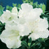 Gumpo White Dwarf Azalea-Dwarf Evergreen Azalea. Dense, Low & Mounding. Late Season Bloomer.