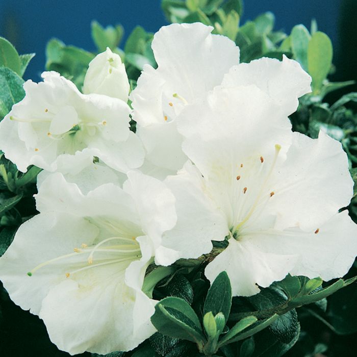 Gumpo White Dwarf Azalea-Dwarf Evergreen Azalea. Dense, Low & Mounding. Late Season Bloomer.