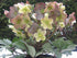 Helleborus X Ballardiae &