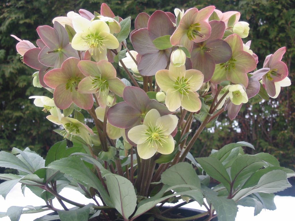 Helleborus X Ballardiae 'Candy Love'