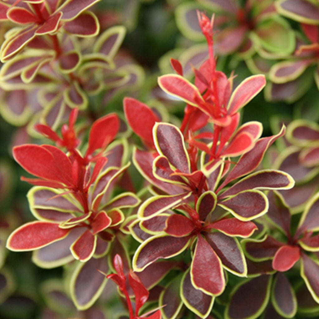 Admiration' Barberry-Stunning Glossy Foliage-Red with Yellow Border, Dwarf
