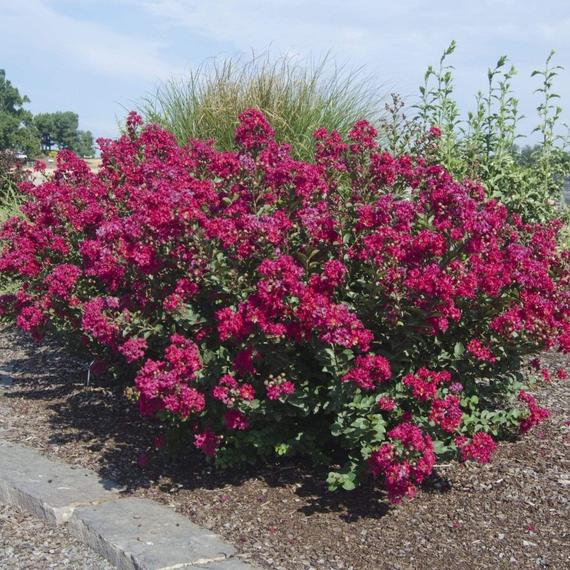 Crape Myrtle 'Princess Kylie'