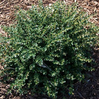 Helleri Holly