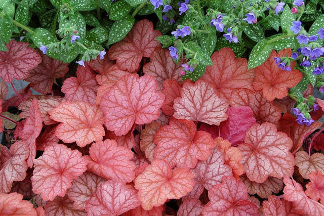 (1 Gallon Plant) Heuchera 'Georgia Peach' Coral Bells - Glowing Peach-Colored Foliage Has a Silvery Overlay, Shifting To Rosy As The Weather Cools.
