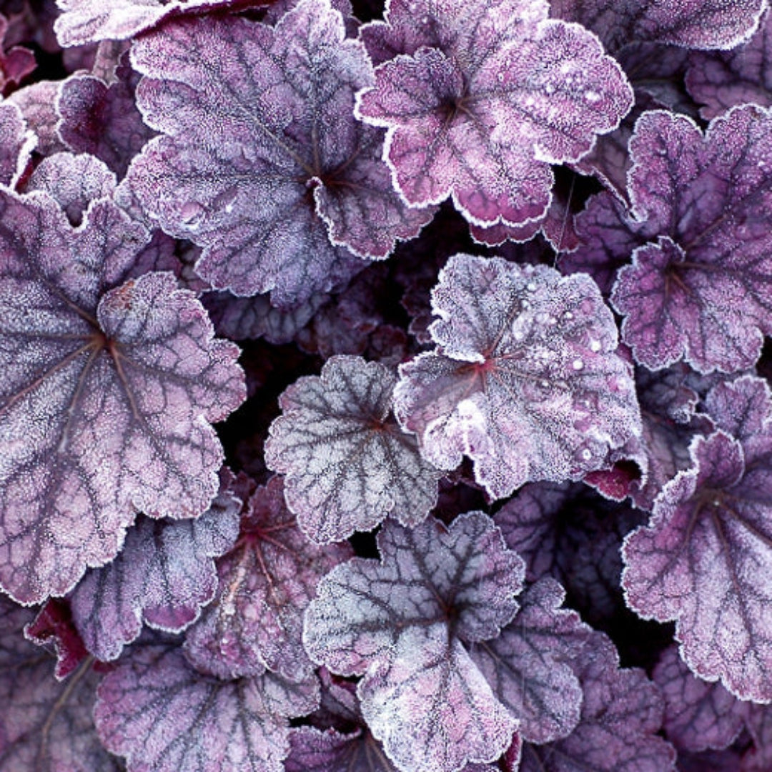 (1 Gallon) Heuchera &