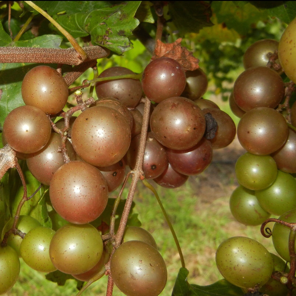 Magnolia Muscadine Grape Vine Shrub