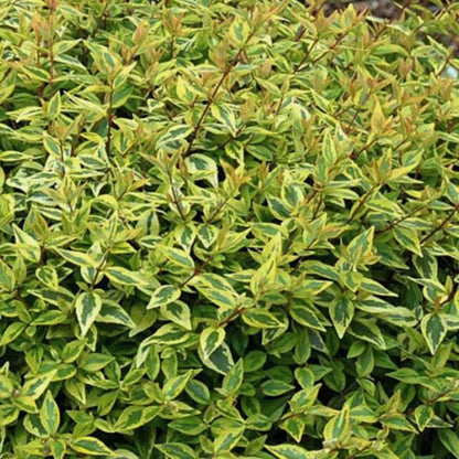 Radiance Abelia- Compact, Crimson Stems, Gorgeous Attractive Variegated Foliage