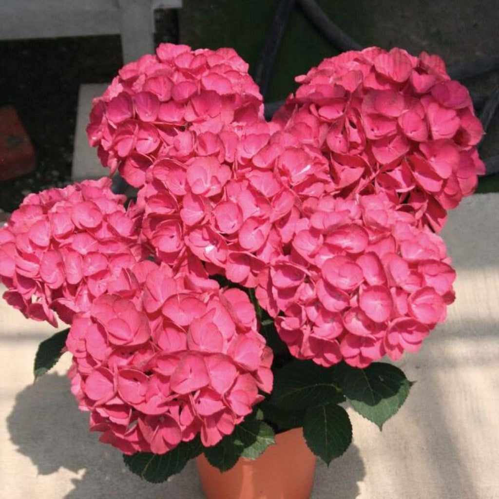 Akadama Hydrangea