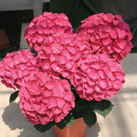 Hydrangea Akadama plant with stunning pink and white flower clusters at Pixies Gardens
