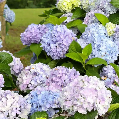 Dear Dolores Hydrangea