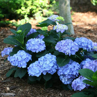 Let's Dance Blue Jangles Hydrangea in full bloom