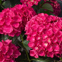 Beautiful Hydrangea Akadama shrub showing large pink blooms and lush green foliage