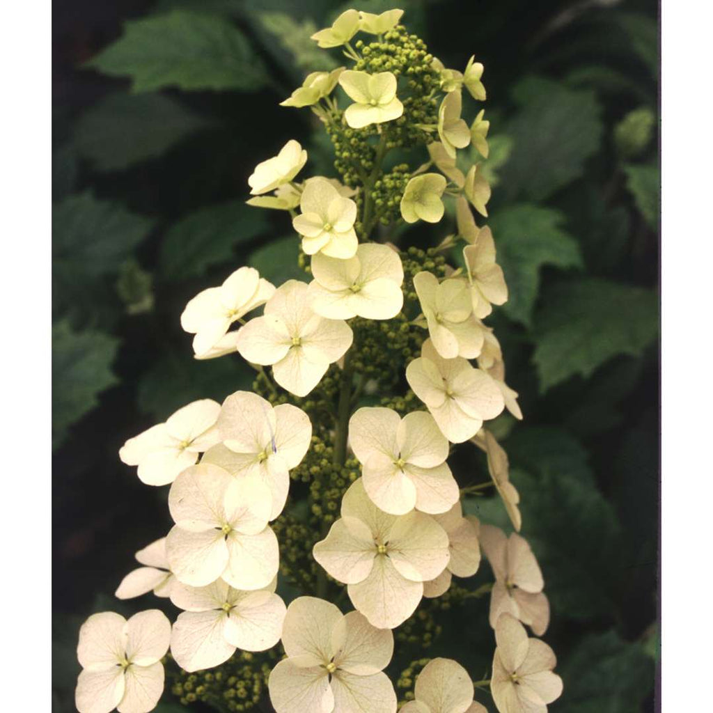 Hydrangea 'Alice'