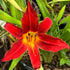 Hemerocallis &