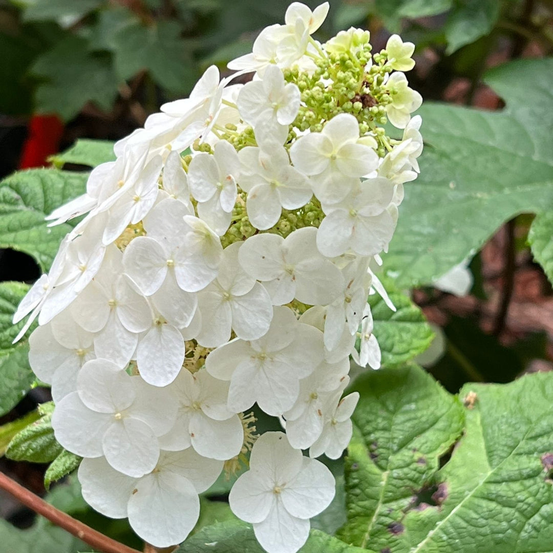 Ruby Slippers Oakleaf Hydrangea- White Blooms Which Turn Deep Pink, Remains Upright, Gorgoeus Native Plant, Oak Like Large Leaves