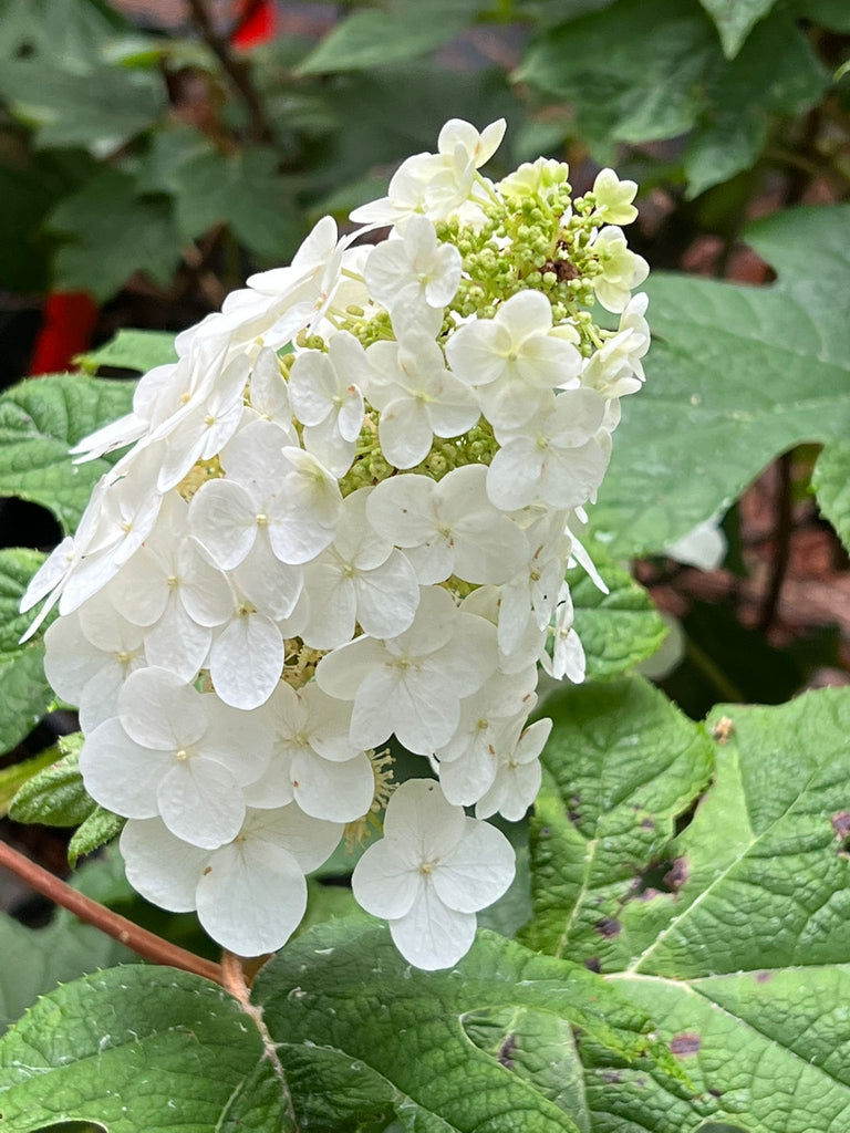 Ruby Slippers Oakleaf Hydrangea- White Blooms Which Turn Deep Pink, Remains Upright, Gorgoeus Native Plant, Oak Like Large Leaves