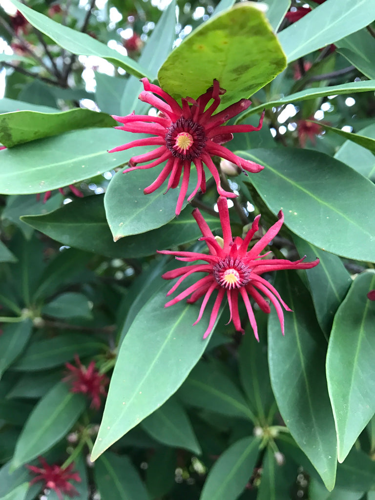 Florida Anise Tree Densely Leaved, Evergreen Shrub Ideal For a Shady Yard and For Screening.
