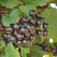 Noble muscadine grape vine with ripe purple grapes