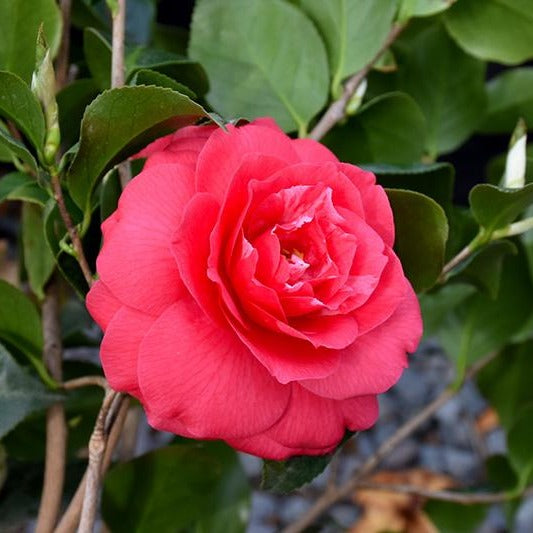 Rose Dawn Camellia-Alluring Pink Blooms