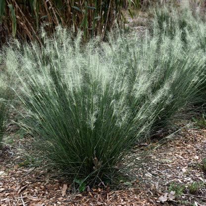 White Cloud muhly grass with airy white flower plumes