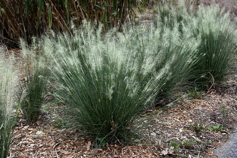 White Cloud Muhly Grass