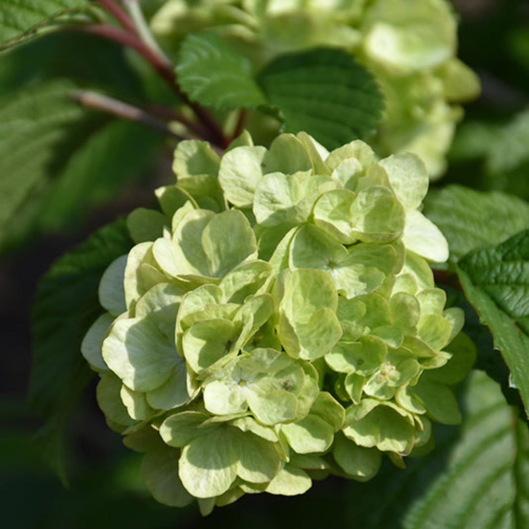 Lime Martini Viburnum