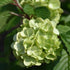 Lime Martini Viburnum