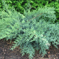 Nick's Compact Juniper