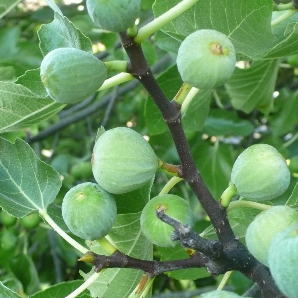 Kadota Fig Tree - Considered Best All-Round Fig