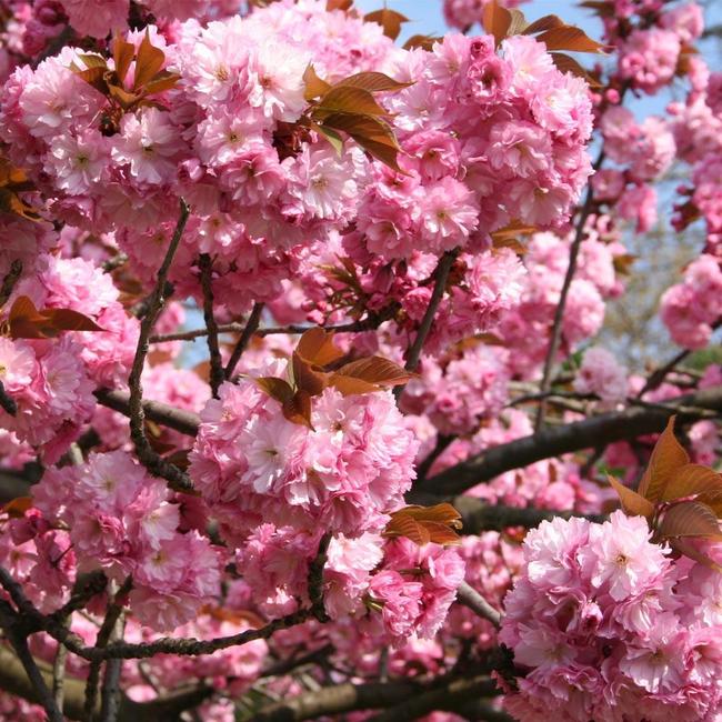 Kwanzan cherry tree sale