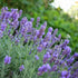 Lavandula X Intermedia &