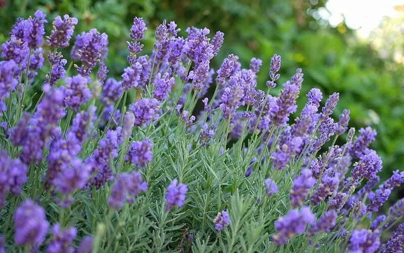Lavandula X Intermedia 'Phenomenal' Lavender PP24193 Bright Blue Blooms Are Held Well Above The Silvery-Green Foliage