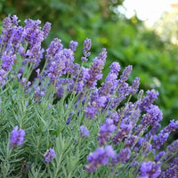 Lavandula X Intermedia 'Phenomenal' Lavender PP24193 Bright Blue Blooms Are Held Well Above The Silvery-Green Foliage