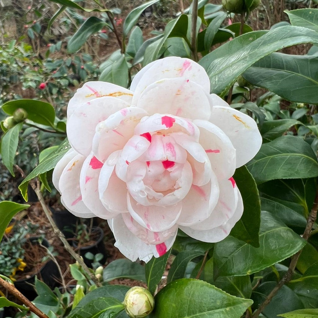 Camellia La Peppermint