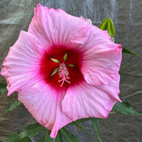 Lady Baltimore hibiscus with red flowers