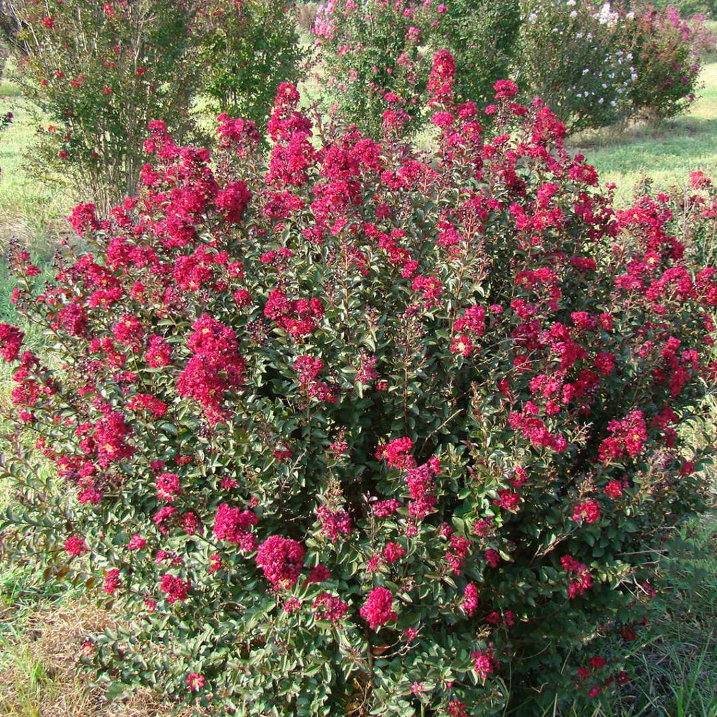 Crape Myrtle 'Double Feature'