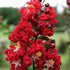 Dynamite Red Crape Myrtle Tree with Bright Blooms