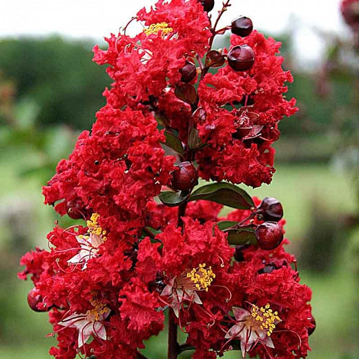 Red Crape Myrtle (Aka Dynamite Crepe Myrtle)- Showy, Glorious Fire-Red Flowers, Small Tree with Smooth, Peeling Bark
