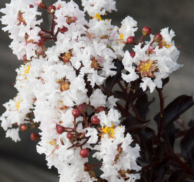 Crape Myrtle Moonlight Magic