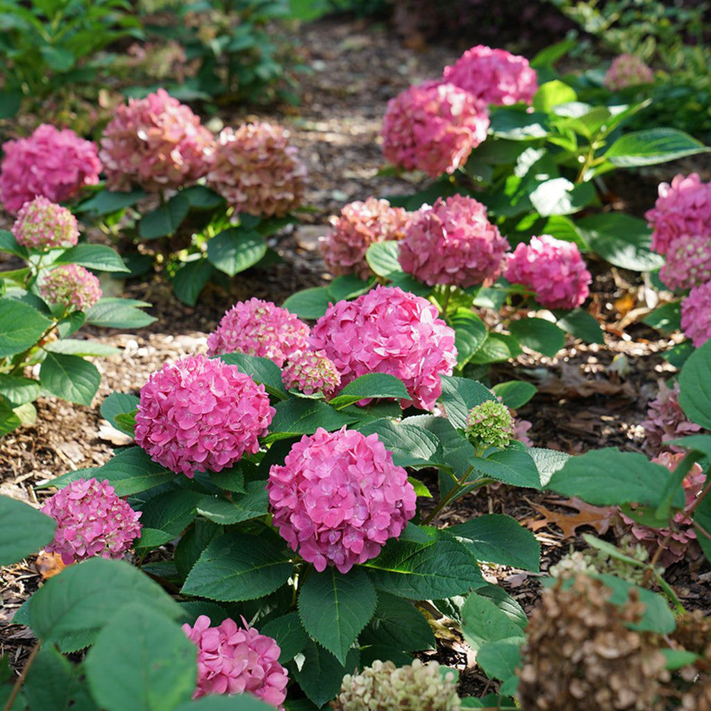 'Let's Dance' Arriba! Reblooming Hydrangea