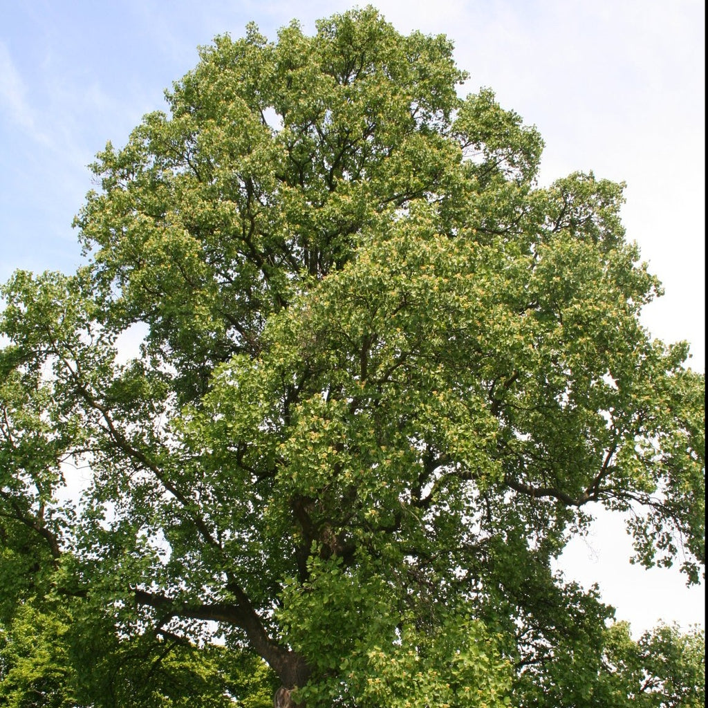 Tulip Poplar Tree- Has Beautiful Orange and Green, Tulip-Shaped Flowers That Appears In May and June
