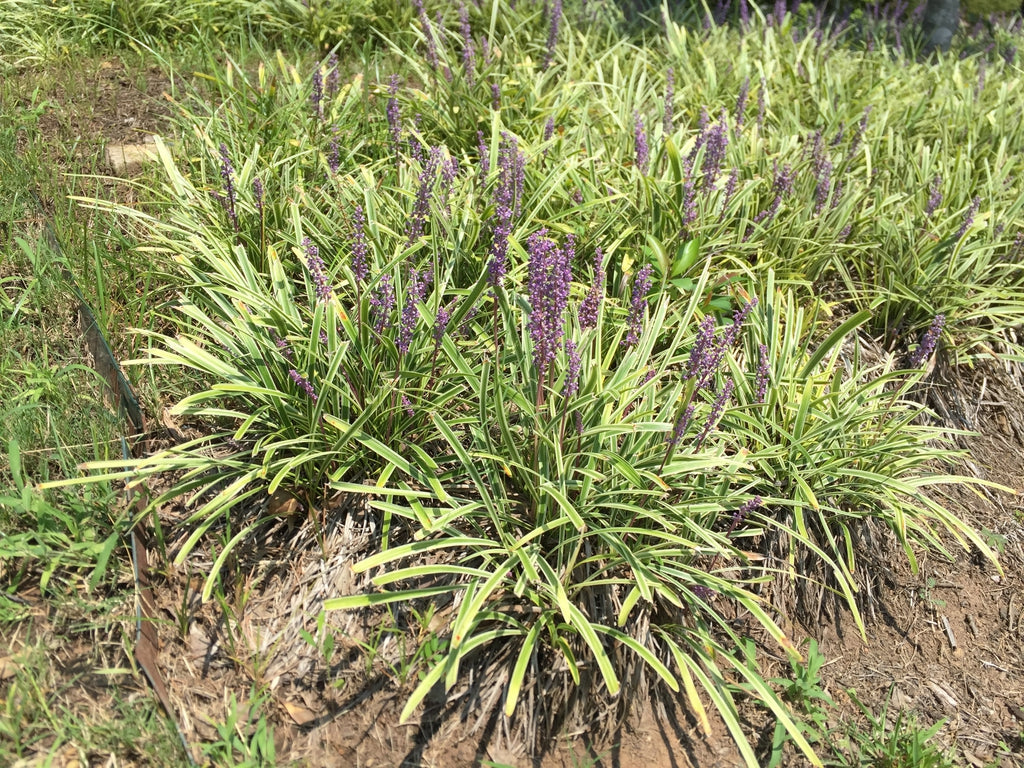 (1 Gallon) Liriope Spicata Spicata