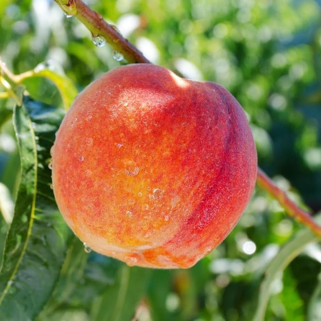 Loring Peach Tree