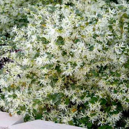 Emerald Snow Loropetalum plant with white flowers