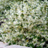Emerald Snow Loropetalum plant with white flowers