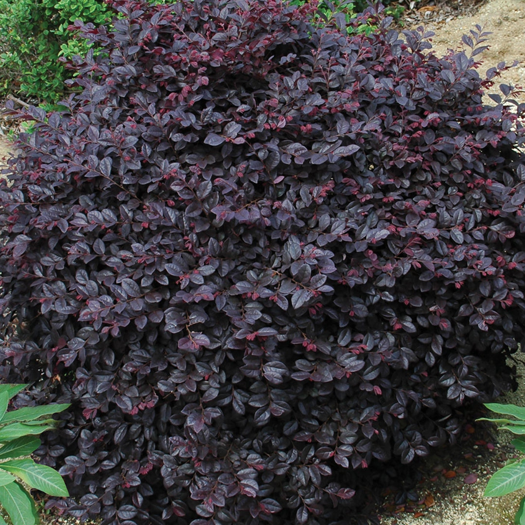 Loropetalum Cerise Charm